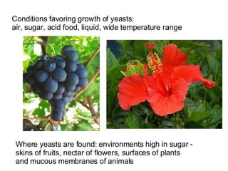 Conditions favoring growth of yeasts: air, sugar, acid food, liquid, wide temperature range Where yeasts are found: environments high in sugar - skins of fruits, nectar of flowers, surfaces of plants  and mucous membranes of animals 