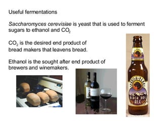 Useful fermentations Saccharomyces cerevisiae  is yeast that is used to ferment  sugars to ethanol and CO 2   CO 2  is the desired end product of  bread makers that leavens bread. Ethanol is the sought after end product of  brewers and winemakers. 