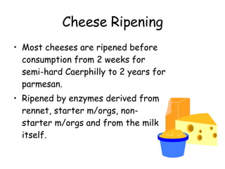 Cheese Ripening Most cheeses are ripened before consumption from 2 weeks for semi-hard Caerphilly to 2 years for parmesan.  Ripened by enzymes derived from rennet, starter m/orgs, non-starter m/orgs and from the milk itself. 