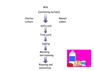 Milk (containing lactose) Starter culture  Rennet added  Soft curd  Firm curd  Salting  Moulding and pressing  Ripening and maturation  