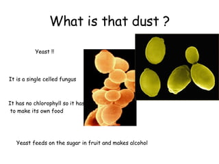 What is that dust ? Yeast !! It is a single celled fungus It has no chlorophyll so it has to make its own food Yeast feeds on the sugar in fruit and makes alcohol 