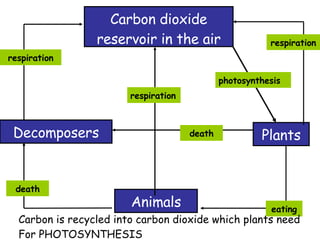 Carbon dioxide reservoir in the air Animals Decomposers Plants eating respiration respiration death death respiration photosynthesis Carbon is recycled into carbon dioxide which plants need For PHOTOSYNTHESIS 