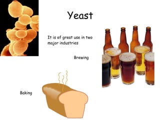 Yeast It is of great use in two  major industries Brewing Baking 