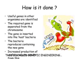 How is it done ? Useful genes in other organisms are identified The required gene is separated from the chromosome The gene is inserted into the ‘host’ bacteria The bacteria reproduces containing the new gene Increased production of useful products results from this THIS IS CALLED GENETIC ENGINEERING… 