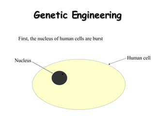 Genetic Engineering First, the nucleus of human cells are burst Human cell Nucleus 