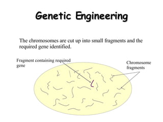 Genetic Engineering The chromosomes are cut up into small fragments and the required gene identified. Chromosome  fragments Fragment containing required gene 