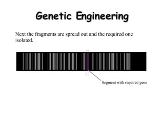 Genetic Engineering Next the fragments are spread out and the required one isolated. Segment with required gene 