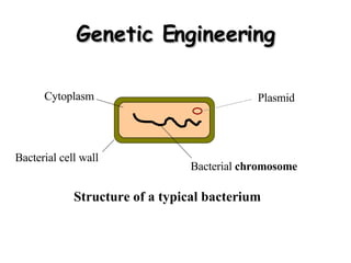 Genetic Engineering Cytoplasm Bacterial  chromosome Bacterial cell wall Plasmid Structure of a typical bacterium 