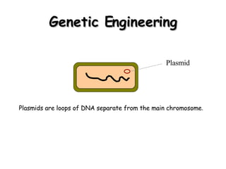 Genetic Engineering Plasmid Plasmids are loops of DNA separate from the main chromosome .  