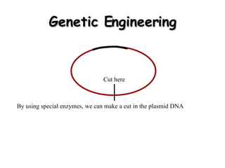 Genetic Engineering By using special enzymes, we can make a cut in the plasmid DNA Cut here 