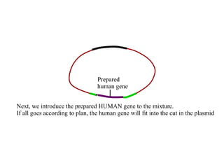 Next, we introduce the prepared HUMAN gene to the mixture.  If all goes according to plan, the human gene will fit into the cut in the plasmid Prepared human gene 