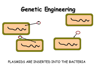 Genetic Engineering PLASMIDS ARE INSERTED INTO THE BACTERIA 