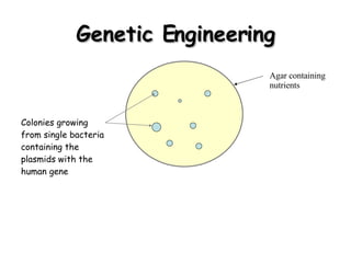 Genetic Engineering Agar containing nutrients Colonies growing from single bacteria containing the plasmids with the human gene 