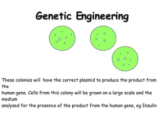 Genetic Engineering These colonies will  have the correct plasmid to produce the product from the human gene. Cells from this colony will be grown on a large scale and the medium analysed for the presence of the product from the human gene, eg Insulin 