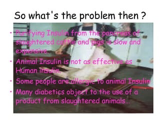 So what's the problem then ? Purifying Insulin from the pancreas of slaughtered cattle and pigs is slow and expensive. Animal Insulin is not as effective as Human insulin. Some people are allergic to animal Insulin Many diabetics object to the use of a product from slaughtered animals… 