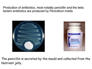 Production of antibiotics, most notably penicillin and the beta lactam antibiotics are produced by  Penicillium  molds The penicillin is secreted by the mould and collected from the  Nutrient jelly.. 