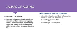 Stem Decrease Biotechnology and ageing. pptx. | PPTX