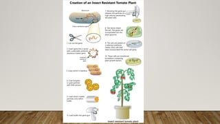 Role of Biotechnology in Food Insecurity | PPTX