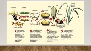 Role of Biotechnology in Food Insecurity | PPTX