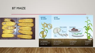 Role of Biotechnology in Food Insecurity | PPTX