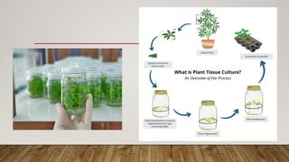 Role of Biotechnology in Food Insecurity | PPTX