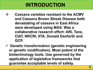 INTRODUCTION
         Cassava varieties resistant to the ACMV
          and Cassava Brown Streak Disease both
          devastating of cassava in East Africa
          were developed using MAS. Was a
          collaborative research effort: ARI, Tanz,
          CIAT, NRCRI, IITA, Donald Danforth and
          GCP.
      Genetic transformation (genetic engineering
      or genetic modification). Most potent of the
      biotechnology tools. Use governed by the
      application of legislative frameworks that
      guarantee acceptable levels of safety.
Forum for Agricultural Research in Africa
 