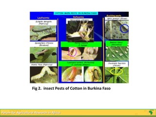 Fig 2. insect Pests of Cotton in Burkina Faso




      2/22/2013                                                             15
2/22/2013for Agricultural Research in Africa
 Forum                                                                 15
 