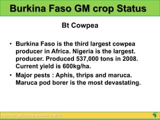 Burkina Faso GM crop Status
                                            Bt Cowpea

     • Burkina Faso is the third largest cowpea
       producer in Africa. Nigeria is the largest.
       producer. Produced 537,000 tons in 2008.
       Current yield is 600kg/ha.
     • Major pests : Aphis, thrips and maruca.
       Maruca pod borer is the most devastating.




Forum for Agricultural Research in Africa
 