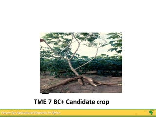 TME 7 BC+ Candidate crop
      2/22/2013                                         23
2/22/2013for Agricultural Research in Africa
 Forum                                             23
 