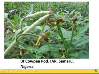 Bt Cowpea Pod. IAR, Samaru,
                       Nigeria
      2/22/2013                                           26
2/22/2013for Agricultural Research in Africa
 Forum                                               26
 