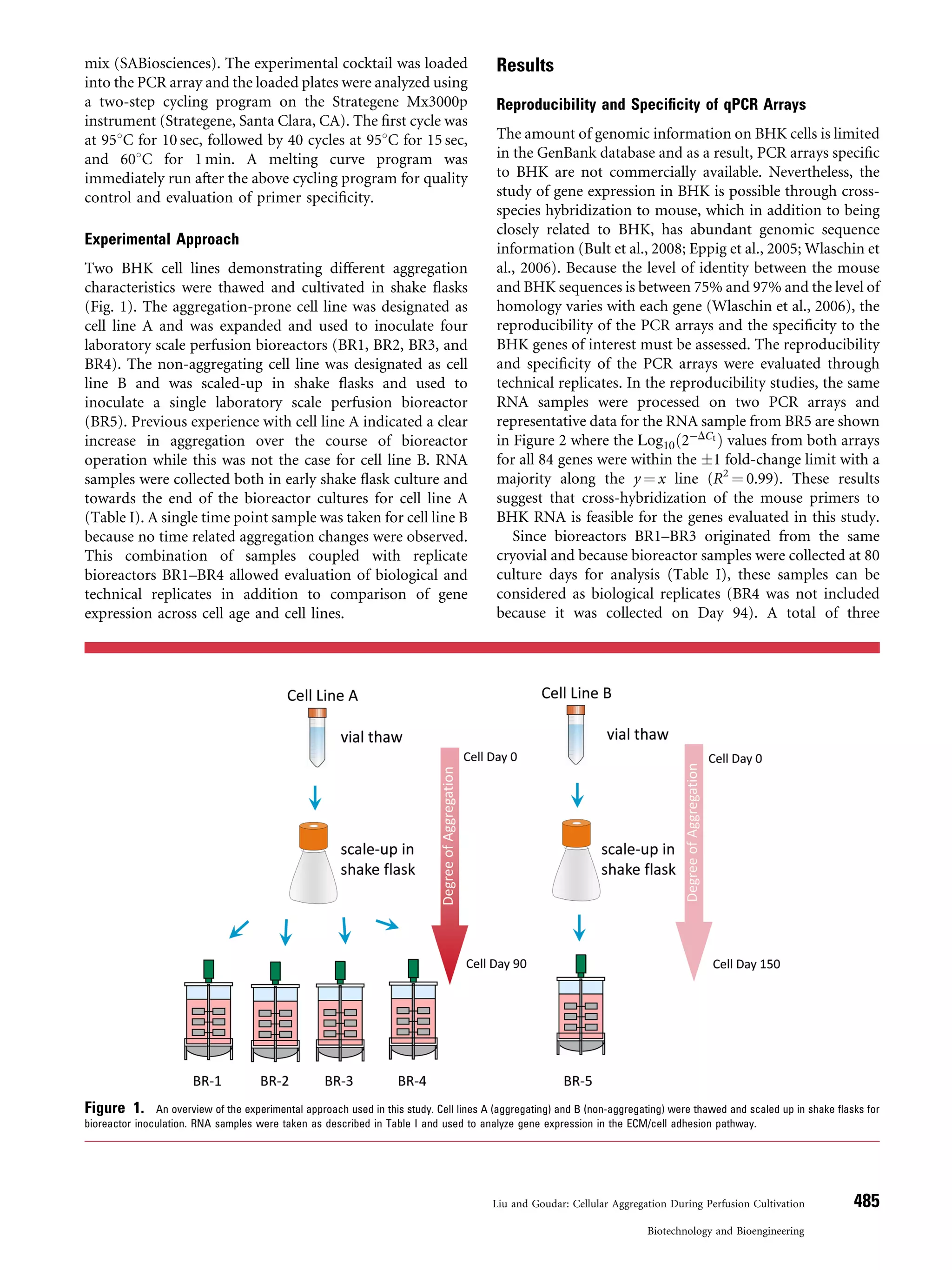 mix (SABiosciences). The experimental cocktail was loaded
into the PCR array and the loaded plates were analyzed using
a two-step cycling program on the Strategene Mx3000p
instrument (Strategene, Santa Clara, CA). The ﬁrst cycle was
at 958C for 10 sec, followed by 40 cycles at 958C for 15 sec,
and 608C for 1 min. A melting curve program was
immediately run after the above cycling program for quality
control and evaluation of primer speciﬁcity.
Experimental Approach
Two BHK cell lines demonstrating different aggregation
characteristics were thawed and cultivated in shake ﬂasks
(Fig. 1). The aggregation-prone cell line was designated as
cell line A and was expanded and used to inoculate four
laboratory scale perfusion bioreactors (BR1, BR2, BR3, and
BR4). The non-aggregating cell line was designated as cell
line B and was scaled-up in shake ﬂasks and used to
inoculate a single laboratory scale perfusion bioreactor
(BR5). Previous experience with cell line A indicated a clear
increase in aggregation over the course of bioreactor
operation while this was not the case for cell line B. RNA
samples were collected both in early shake ﬂask culture and
towards the end of the bioreactor cultures for cell line A
(Table I). A single time point sample was taken for cell line B
because no time related aggregation changes were observed.
This combination of samples coupled with replicate
bioreactors BR1–BR4 allowed evaluation of biological and
technical replicates in addition to comparison of gene
expression across cell age and cell lines.
Results
Reproducibility and Speciﬁcity of qPCR Arrays
The amount of genomic information on BHK cells is limited
in the GenBank database and as a result, PCR arrays speciﬁc
to BHK are not commercially available. Nevertheless, the
study of gene expression in BHK is possible through cross-
species hybridization to mouse, which in addition to being
closely related to BHK, has abundant genomic sequence
information (Bult et al., 2008; Eppig et al., 2005; Wlaschin et
al., 2006). Because the level of identity between the mouse
and BHK sequences is between 75% and 97% and the level of
homology varies with each gene (Wlaschin et al., 2006), the
reproducibility of the PCR arrays and the speciﬁcity to the
BHK genes of interest must be assessed. The reproducibility
and speciﬁcity of the PCR arrays were evaluated through
technical replicates. In the reproducibility studies, the same
RNA samples were processed on two PCR arrays and
representative data for the RNA sample from BR5 are shown
in Figure 2 where the Log10ð2ÀDCt Þ values from both arrays
for all 84 genes were within the Æ1 fold-change limit with a
majority along the y ¼ x line (R2
¼ 0.99). These results
suggest that cross-hybridization of the mouse primers to
BHK RNA is feasible for the genes evaluated in this study.
Since bioreactors BR1–BR3 originated from the same
cryovial and because bioreactor samples were collected at 80
culture days for analysis (Table I), these samples can be
considered as biological replicates (BR4 was not included
because it was collected on Day 94). A total of three
Figure 1. An overview of the experimental approach used in this study. Cell lines A (aggregating) and B (non-aggregating) were thawed and scaled up in shake ﬂasks for
bioreactor inoculation. RNA samples were taken as described in Table I and used to analyze gene expression in the ECM/cell adhesion pathway.
Liu and Goudar: Cellular Aggregation During Perfusion Cultivation 485
Biotechnology and Bioengineering
 