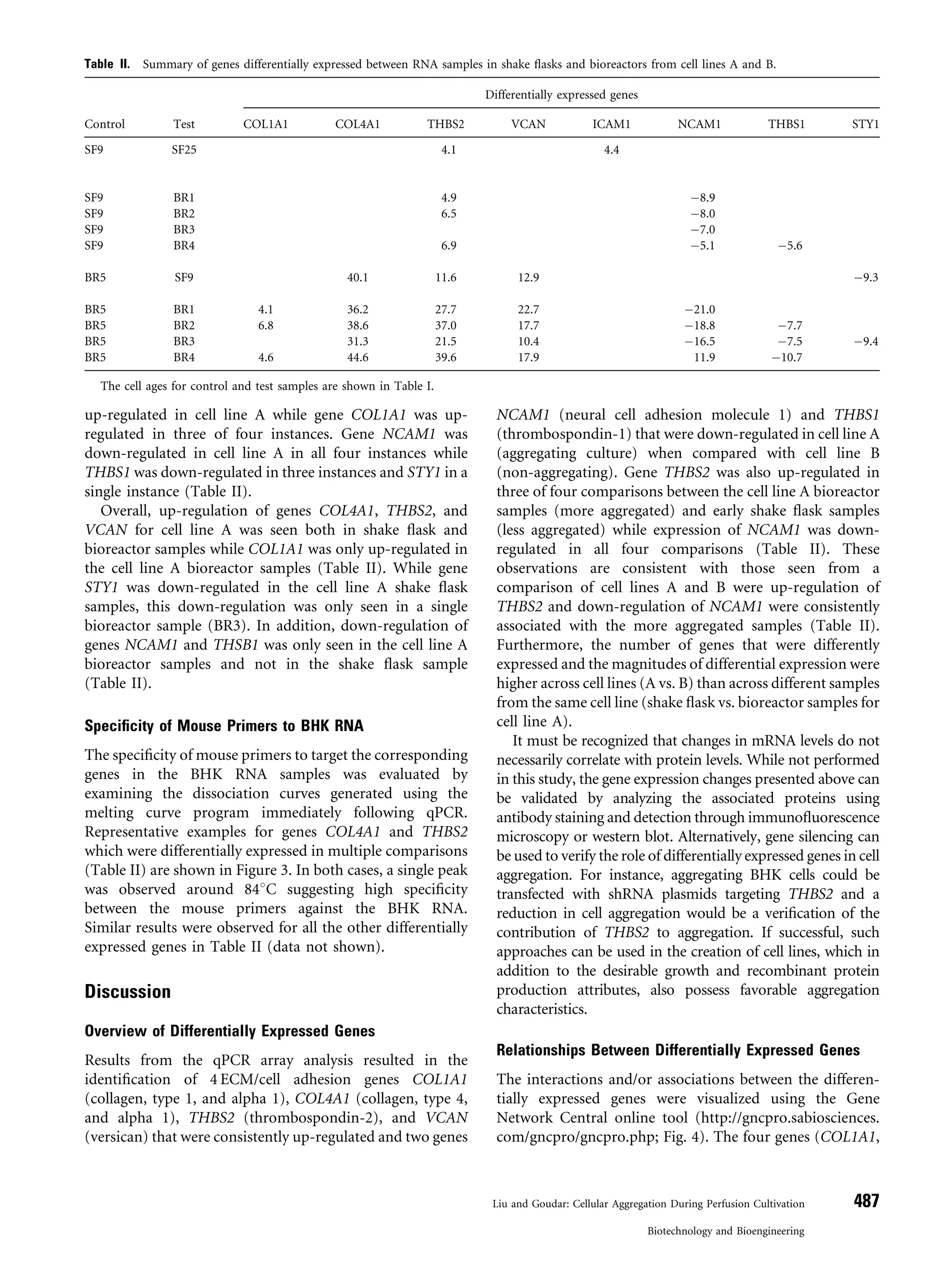 up-regulated in cell line A while gene COL1A1 was up-
regulated in three of four instances. Gene NCAM1 was
down-regulated in cell line A in all four instances while
THBS1 was down-regulated in three instances and STY1 in a
single instance (Table II).
Overall, up-regulation of genes COL4A1, THBS2, and
VCAN for cell line A was seen both in shake ﬂask and
bioreactor samples while COL1A1 was only up-regulated in
the cell line A bioreactor samples (Table II). While gene
STY1 was down-regulated in the cell line A shake ﬂask
samples, this down-regulation was only seen in a single
bioreactor sample (BR3). In addition, down-regulation of
genes NCAM1 and THSB1 was only seen in the cell line A
bioreactor samples and not in the shake ﬂask sample
(Table II).
Speciﬁcity of Mouse Primers to BHK RNA
The speciﬁcity of mouse primers to target the corresponding
genes in the BHK RNA samples was evaluated by
examining the dissociation curves generated using the
melting curve program immediately following qPCR.
Representative examples for genes COL4A1 and THBS2
which were differentially expressed in multiple comparisons
(Table II) are shown in Figure 3. In both cases, a single peak
was observed around 848C suggesting high speciﬁcity
between the mouse primers against the BHK RNA.
Similar results were observed for all the other differentially
expressed genes in Table II (data not shown).
Discussion
Overview of Differentially Expressed Genes
Results from the qPCR array analysis resulted in the
identiﬁcation of 4 ECM/cell adhesion genes COL1A1
(collagen, type 1, and alpha 1), COL4A1 (collagen, type 4,
and alpha 1), THBS2 (thrombospondin-2), and VCAN
(versican) that were consistently up-regulated and two genes
NCAM1 (neural cell adhesion molecule 1) and THBS1
(thrombospondin-1) that were down-regulated in cell line A
(aggregating culture) when compared with cell line B
(non-aggregating). Gene THBS2 was also up-regulated in
three of four comparisons between the cell line A bioreactor
samples (more aggregated) and early shake ﬂask samples
(less aggregated) while expression of NCAM1 was down-
regulated in all four comparisons (Table II). These
observations are consistent with those seen from a
comparison of cell lines A and B were up-regulation of
THBS2 and down-regulation of NCAM1 were consistently
associated with the more aggregated samples (Table II).
Furthermore, the number of genes that were differently
expressed and the magnitudes of differential expression were
higher across cell lines (A vs. B) than across different samples
from the same cell line (shake ﬂask vs. bioreactor samples for
cell line A).
It must be recognized that changes in mRNA levels do not
necessarily correlate with protein levels. While not performed
in this study, the gene expression changes presented above can
be validated by analyzing the associated proteins using
antibody staining and detection through immunoﬂuorescence
microscopy or western blot. Alternatively, gene silencing can
be used to verify the role of differentially expressed genes in cell
aggregation. For instance, aggregating BHK cells could be
transfected with shRNA plasmids targeting THBS2 and a
reduction in cell aggregation would be a veriﬁcation of the
contribution of THBS2 to aggregation. If successful, such
approaches can be used in the creation of cell lines, which in
addition to the desirable growth and recombinant protein
production attributes, also possess favorable aggregation
characteristics.
Relationships Between Differentially Expressed Genes
The interactions and/or associations between the differen-
tially expressed genes were visualized using the Gene
Network Central online tool (http://gncpro.sabiosciences.
com/gncpro/gncpro.php; Fig. 4). The four genes (COL1A1,
Table II. Summary of genes differentially expressed between RNA samples in shake ﬂasks and bioreactors from cell lines A and B.
Control Test
Differentially expressed genes
COL1A1 COL4A1 THBS2 VCAN ICAM1 NCAM1 THBS1 STY1
SF9 SF25 4.1 4.4
SF9 BR1 4.9 À8.9
SF9 BR2 6.5 À8.0
SF9 BR3 À7.0
SF9 BR4 6.9 À5.1 À5.6
BR5 SF9 40.1 11.6 12.9 À9.3
BR5 BR1 4.1 36.2 27.7 22.7 À21.0
BR5 BR2 6.8 38.6 37.0 17.7 À18.8 À7.7
BR5 BR3 31.3 21.5 10.4 À16.5 À7.5 À9.4
BR5 BR4 4.6 44.6 39.6 17.9 11.9 À10.7
The cell ages for control and test samples are shown in Table I.
Liu and Goudar: Cellular Aggregation During Perfusion Cultivation 487
Biotechnology and Bioengineering
 