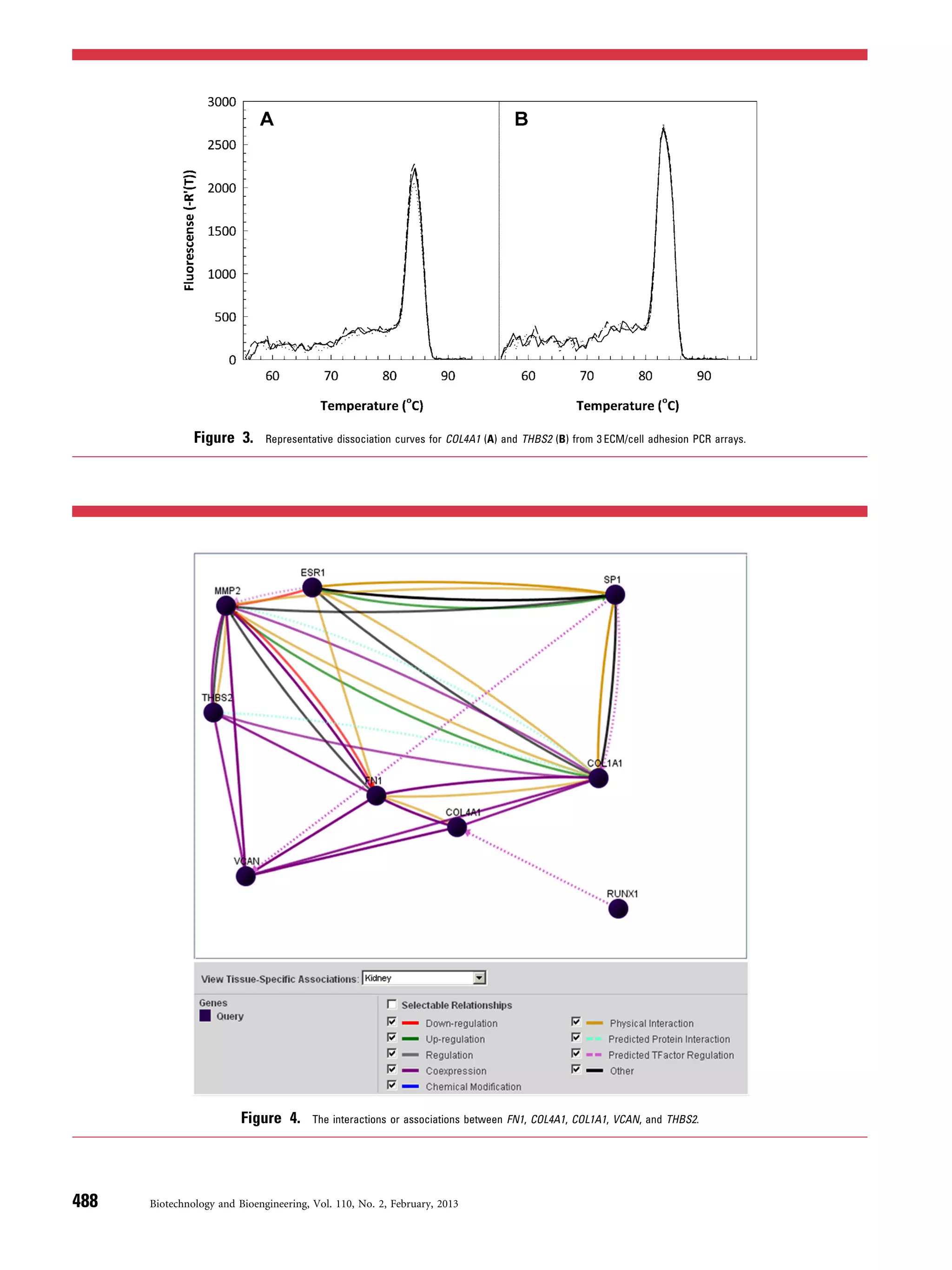Figure 3. Representative dissociation curves for COL4A1 (A) and THBS2 (B) from 3 ECM/cell adhesion PCR arrays.
Figure 4. The interactions or associations between FN1, COL4A1, COL1A1, VCAN, and THBS2.
488 Biotechnology and Bioengineering, Vol. 110, No. 2, February, 2013
 