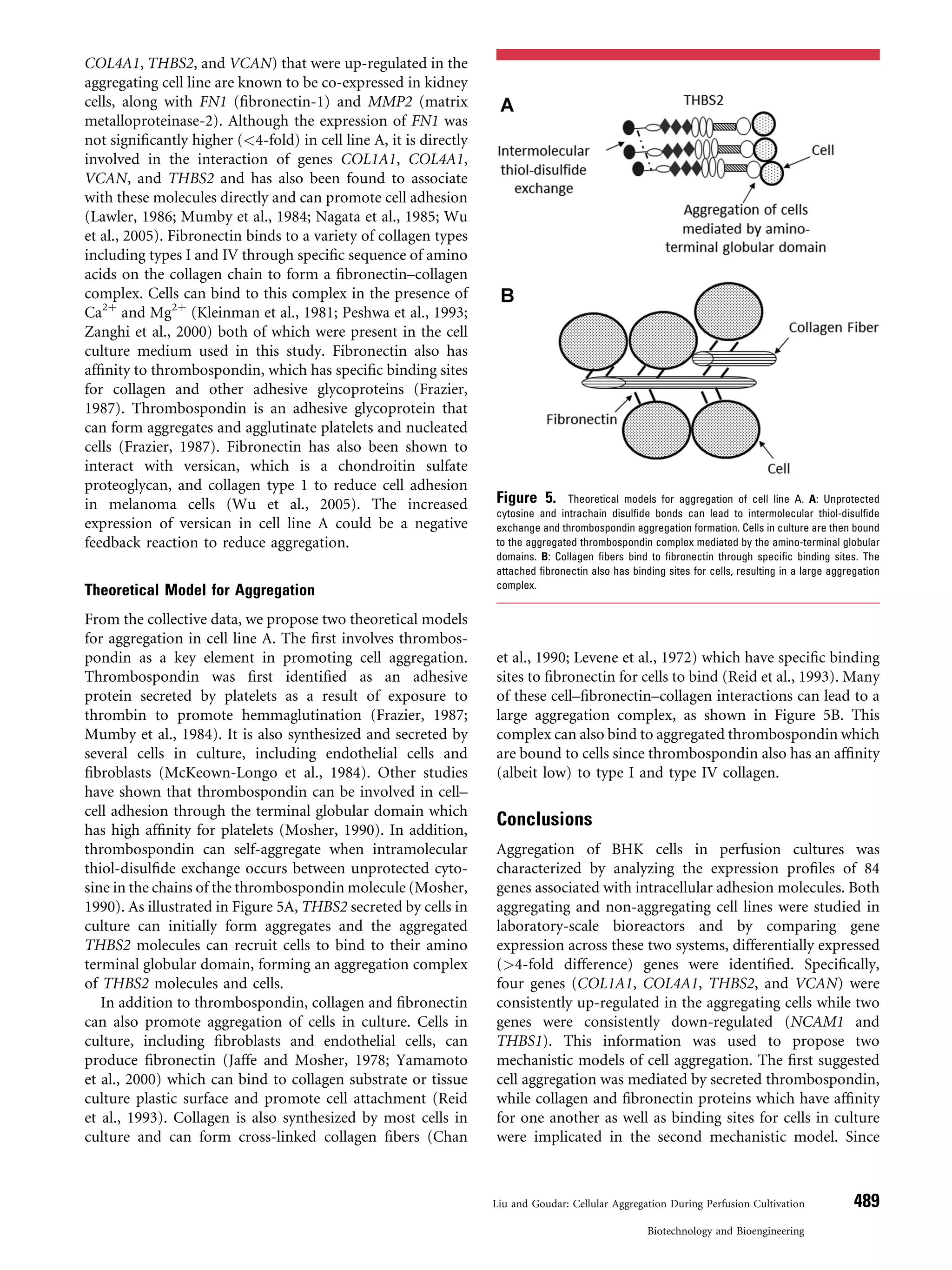 COL4A1, THBS2, and VCAN) that were up-regulated in the
aggregating cell line are known to be co-expressed in kidney
cells, along with FN1 (ﬁbronectin-1) and MMP2 (matrix
metalloproteinase-2). Although the expression of FN1 was
not signiﬁcantly higher (<4-fold) in cell line A, it is directly
involved in the interaction of genes COL1A1, COL4A1,
VCAN, and THBS2 and has also been found to associate
with these molecules directly and can promote cell adhesion
(Lawler, 1986; Mumby et al., 1984; Nagata et al., 1985; Wu
et al., 2005). Fibronectin binds to a variety of collagen types
including types I and IV through speciﬁc sequence of amino
acids on the collagen chain to form a ﬁbronectin–collagen
complex. Cells can bind to this complex in the presence of
Ca2þ
and Mg2þ
(Kleinman et al., 1981; Peshwa et al., 1993;
Zanghi et al., 2000) both of which were present in the cell
culture medium used in this study. Fibronectin also has
afﬁnity to thrombospondin, which has speciﬁc binding sites
for collagen and other adhesive glycoproteins (Frazier,
1987). Thrombospondin is an adhesive glycoprotein that
can form aggregates and agglutinate platelets and nucleated
cells (Frazier, 1987). Fibronectin has also been shown to
interact with versican, which is a chondroitin sulfate
proteoglycan, and collagen type 1 to reduce cell adhesion
in melanoma cells (Wu et al., 2005). The increased
expression of versican in cell line A could be a negative
feedback reaction to reduce aggregation.
Theoretical Model for Aggregation
From the collective data, we propose two theoretical models
for aggregation in cell line A. The ﬁrst involves thrombos-
pondin as a key element in promoting cell aggregation.
Thrombospondin was ﬁrst identiﬁed as an adhesive
protein secreted by platelets as a result of exposure to
thrombin to promote hemmaglutination (Frazier, 1987;
Mumby et al., 1984). It is also synthesized and secreted by
several cells in culture, including endothelial cells and
ﬁbroblasts (McKeown-Longo et al., 1984). Other studies
have shown that thrombospondin can be involved in cell–
cell adhesion through the terminal globular domain which
has high afﬁnity for platelets (Mosher, 1990). In addition,
thrombospondin can self-aggregate when intramolecular
thiol-disulﬁde exchange occurs between unprotected cyto-
sine in the chains of the thrombospondin molecule (Mosher,
1990). As illustrated in Figure 5A, THBS2 secreted by cells in
culture can initially form aggregates and the aggregated
THBS2 molecules can recruit cells to bind to their amino
terminal globular domain, forming an aggregation complex
of THBS2 molecules and cells.
In addition to thrombospondin, collagen and ﬁbronectin
can also promote aggregation of cells in culture. Cells in
culture, including ﬁbroblasts and endothelial cells, can
produce ﬁbronectin (Jaffe and Mosher, 1978; Yamamoto
et al., 2000) which can bind to collagen substrate or tissue
culture plastic surface and promote cell attachment (Reid
et al., 1993). Collagen is also synthesized by most cells in
culture and can form cross-linked collagen ﬁbers (Chan
et al., 1990; Levene et al., 1972) which have speciﬁc binding
sites to ﬁbronectin for cells to bind (Reid et al., 1993). Many
of these cell–ﬁbronectin–collagen interactions can lead to a
large aggregation complex, as shown in Figure 5B. This
complex can also bind to aggregated thrombospondin which
are bound to cells since thrombospondin also has an afﬁnity
(albeit low) to type I and type IV collagen.
Conclusions
Aggregation of BHK cells in perfusion cultures was
characterized by analyzing the expression proﬁles of 84
genes associated with intracellular adhesion molecules. Both
aggregating and non-aggregating cell lines were studied in
laboratory-scale bioreactors and by comparing gene
expression across these two systems, differentially expressed
(>4-fold difference) genes were identiﬁed. Speciﬁcally,
four genes (COL1A1, COL4A1, THBS2, and VCAN) were
consistently up-regulated in the aggregating cells while two
genes were consistently down-regulated (NCAM1 and
THBS1). This information was used to propose two
mechanistic models of cell aggregation. The ﬁrst suggested
cell aggregation was mediated by secreted thrombospondin,
while collagen and ﬁbronectin proteins which have afﬁnity
for one another as well as binding sites for cells in culture
were implicated in the second mechanistic model. Since
Figure 5. Theoretical models for aggregation of cell line A. A: Unprotected
cytosine and intrachain disulﬁde bonds can lead to intermolecular thiol-disulﬁde
exchange and thrombospondin aggregation formation. Cells in culture are then bound
to the aggregated thrombospondin complex mediated by the amino-terminal globular
domains. B: Collagen ﬁbers bind to ﬁbronectin through speciﬁc binding sites. The
attached ﬁbronectin also has binding sites for cells, resulting in a large aggregation
complex.
Liu and Goudar: Cellular Aggregation During Perfusion Cultivation 489
Biotechnology and Bioengineering
 