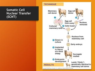 Somatic Cell
Nuclear Transfer
(SCNT)
16
 