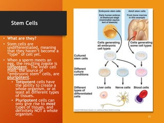 Stem Cells
• What are they?
• Stem cells are
undifferentiated, meaning
that they haven’t become a
“type” of cell yet.
• When a sperm meets an
egg, the resulting zygote is
totipotent. The inner cell
mass, the source of
“embryonic stem” cells, are
pluripotent.
• Totipotent cells have
the ability to create a
whole organism, or at
least all different types
of tissues.
• Pluripotent cells can
only give rise to most
types of tissues, and
definitely NOT a whole
organism. 21
 
