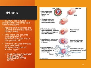 iPS cells
• In 2007, the induced
pluripotent stem (iPS) cells
were developed.
• Reprogramming genes are
spliced into normal human
somatic cells.
• This tricks the cell into
changing from a
differentiated cell into a
pluripotent cell.
• The cell can then develop
into a desired,
differentiated cell of
another type!
• THIS COULD ELIMINATE
THE NEED FOR
EMBRYONIC STEM
CELLS!
22
 