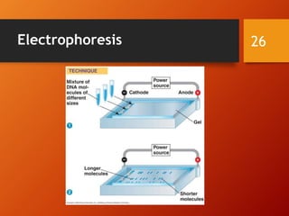 Electrophoresis 26
 