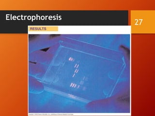 Electrophoresis
27
 