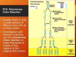 28
PCR: Polymerase
Chain Reaction
• Usually there is only
a small amount of
DNA to work with at
a crime scene.
• Investigators and
forensic scientists
use the polymerase
chain reaction to
make thousands of
copies of key
regions of the
original DNA strand.
 