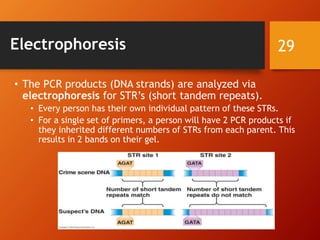 Electrophoresis
• The PCR products (DNA strands) are analyzed via
electrophoresis for STR’s (short tandem repeats).
• Every person has their own individual pattern of these STRs.
• For a single set of primers, a person will have 2 PCR products if
they inherited different numbers of STRs from each parent. This
results in 2 bands on their gel.
29
 