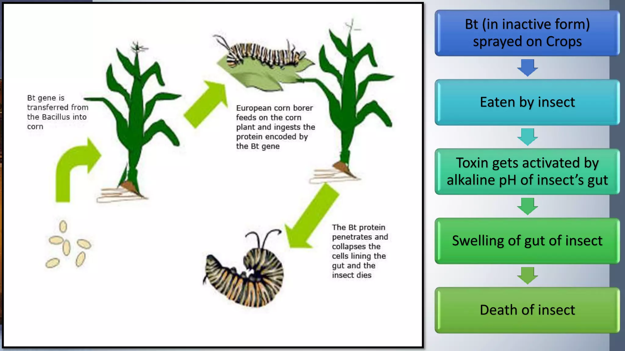 Bt (in inactive form)
sprayed on Crops
Eaten by insect
Toxin gets activated by
alkaline pH of insect’s gut
Swelling of gut of insect
Death of insect
 