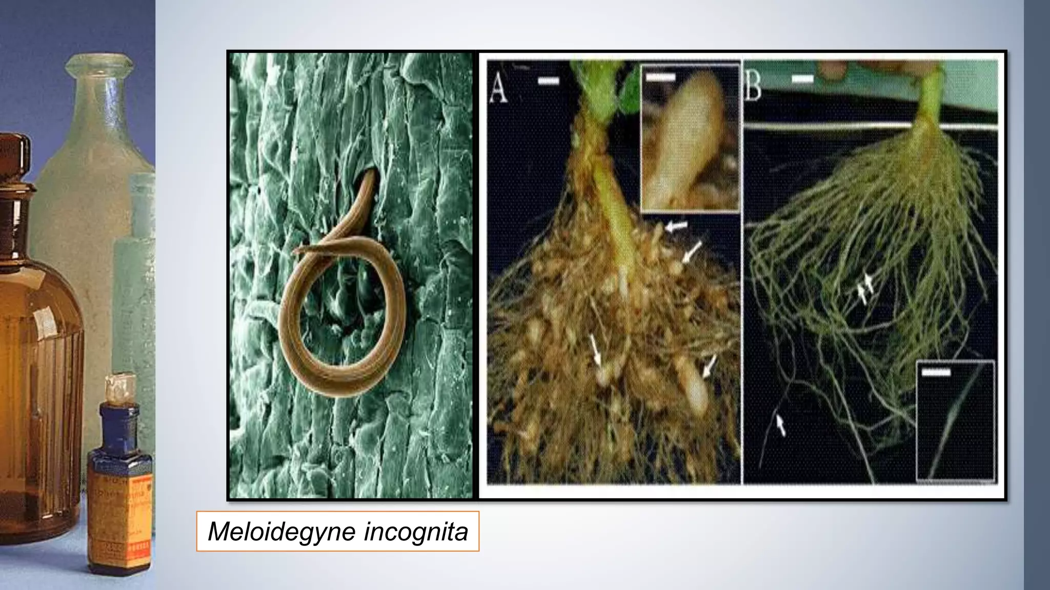 Meloidegyne incognita
 