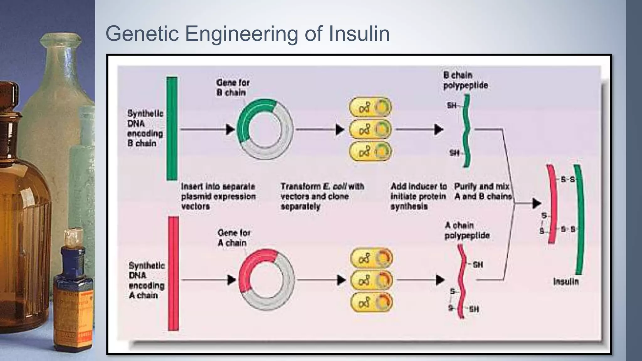 Genetic Engineering of Insulin
 