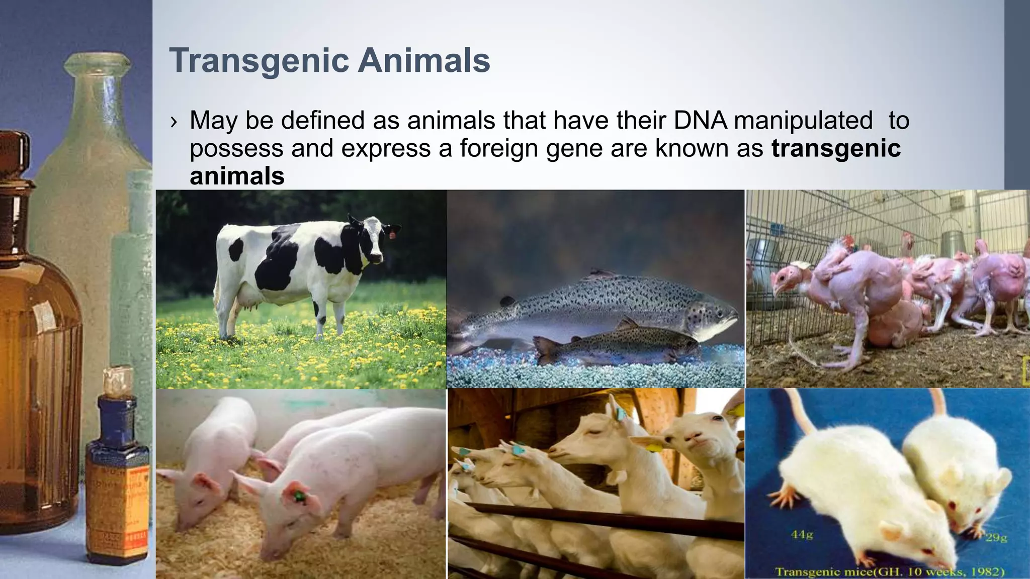› May be defined as animals that have their DNA manipulated to
possess and express a foreign gene are known as transgenic
animals
Transgenic Animals
 