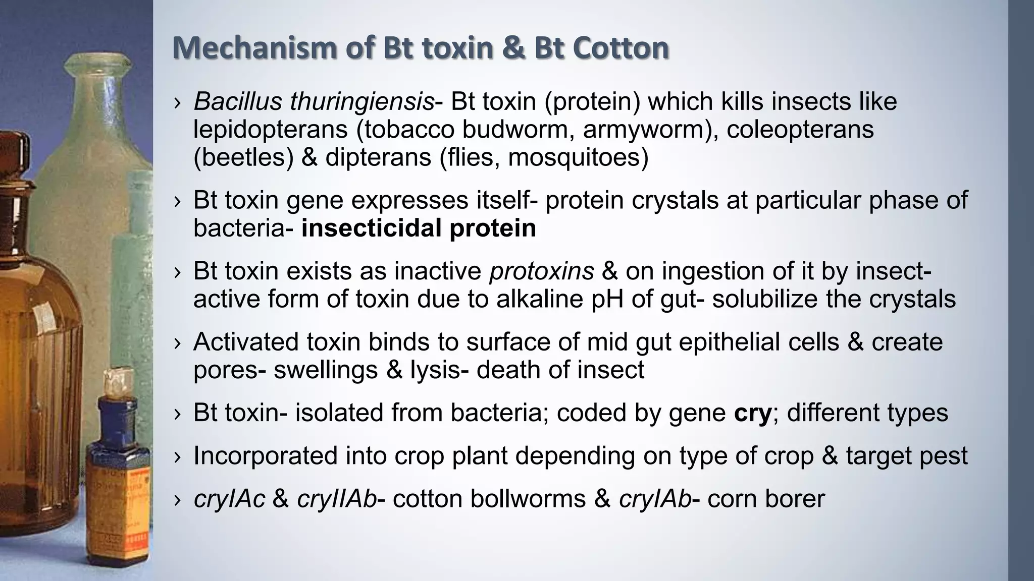 › Bacillus thuringiensis- Bt toxin (protein) which kills insects like
lepidopterans (tobacco budworm, armyworm), coleopterans
(beetles) & dipterans (flies, mosquitoes)
› Bt toxin gene expresses itself- protein crystals at particular phase of
bacteria- insecticidal protein
› Bt toxin exists as inactive protoxins & on ingestion of it by insect-
active form of toxin due to alkaline pH of gut- solubilize the crystals
› Activated toxin binds to surface of mid gut epithelial cells & create
pores- swellings & lysis- death of insect
› Bt toxin- isolated from bacteria; coded by gene cry; different types
› Incorporated into crop plant depending on type of crop & target pest
› cryIAc & cryIIAb- cotton bollworms & cryIAb- corn borer
Mechanism of Bt toxin & Bt Cotton
 