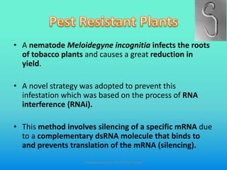 • A nematode Meloidegyne incognitia infects the roots
of tobacco plants and causes a great reduction in
yield.
• A novel strategy was adopted to prevent this
infestation which was based on the process of RNA
interference (RNAi).
• This method involves silencing of a specific mRNA due
to a complementary dsRNA molecule that binds to
and prevents translation of the mRNA (silencing).
Slides prepared by: Muralidhar Shingri
 