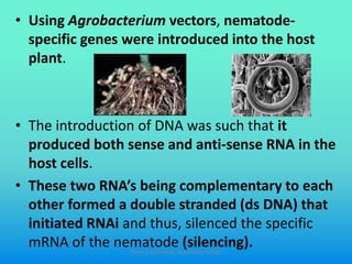 • Using Agrobacterium vectors, nematode-
specific genes were introduced into the host
plant.
• The introduction of DNA was such that it
produced both sense and anti-sense RNA in the
host cells.
• These two RNA’s being complementary to each
other formed a double stranded (ds DNA) that
initiated RNAi and thus, silenced the specific
mRNA of the nematode (silencing).Slides prepared by: Muralidhar Shingri
 