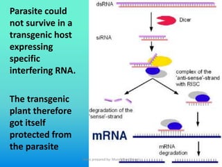 Parasite could
not survive in a
transgenic host
expressing
specific
interfering RNA.
The transgenic
plant therefore
got itself
protected from
the parasite
Slides prepared by: Muralidhar Shingri
 