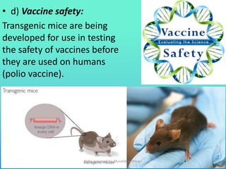 • d) Vaccine safety:
Transgenic mice are being
developed for use in testing
the safety of vaccines before
they are used on humans
(polio vaccine).
Slides prepared by: Muralidhar Shingri
 